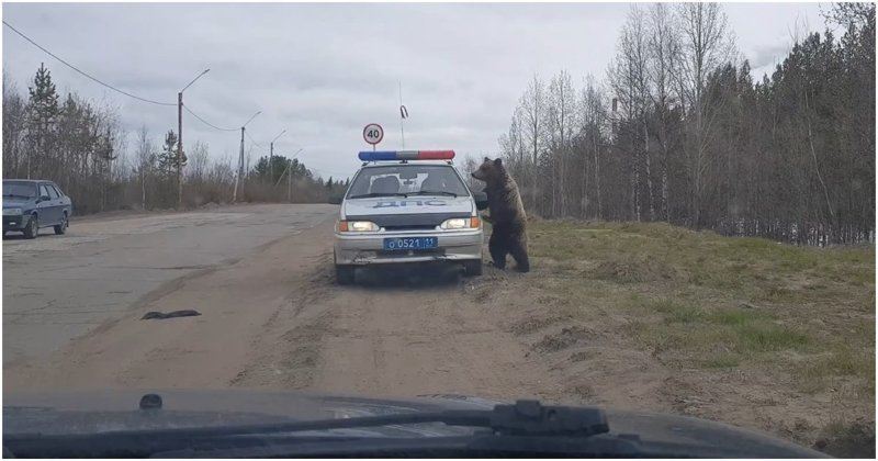 Медведь решил проинспектировать машину ДПС