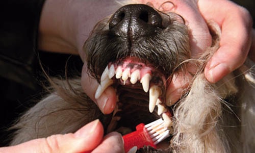 Мобильная чистка зубов у собак ультрозвуком